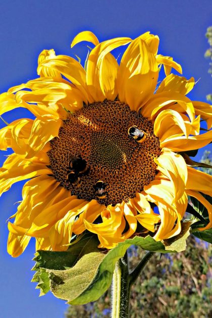 Girasoles