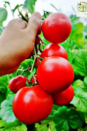 Tomate de Racimo o Tomate en Rama