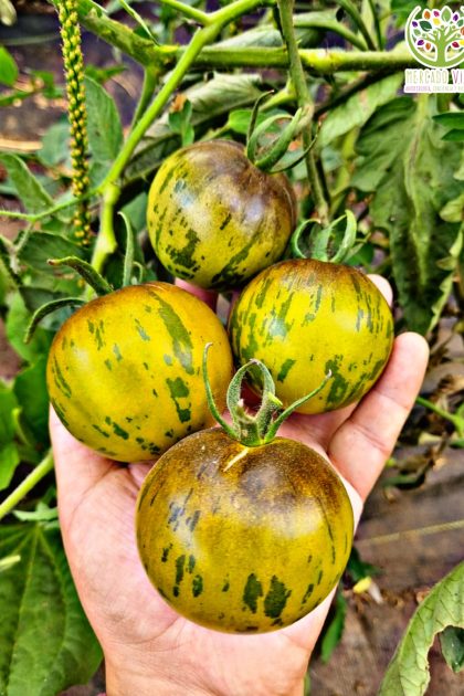 Tomate A.B Tiger Pilar