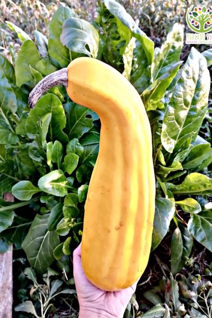 Calabaza decorativa amarilla larga