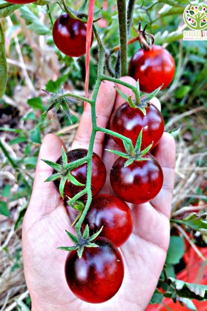Tomate Painted Pink
