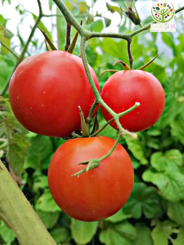 Tomate de Racimo o Tomate en Rama FP - Mercado Vivo