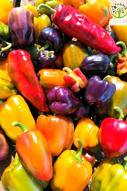 Pimiento variedades