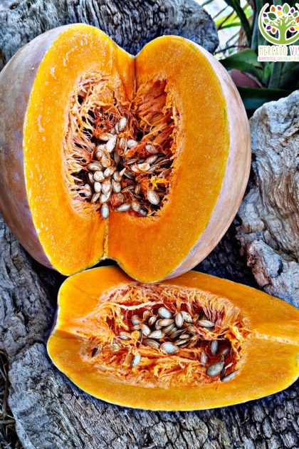 Zapallo Butternut redondo