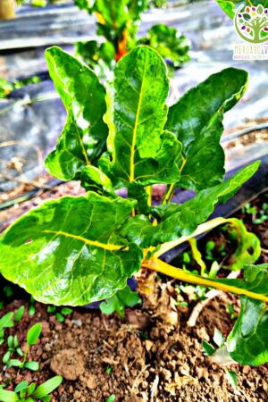 Acelga baby amarilla