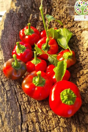 Pimiento Mini Bell