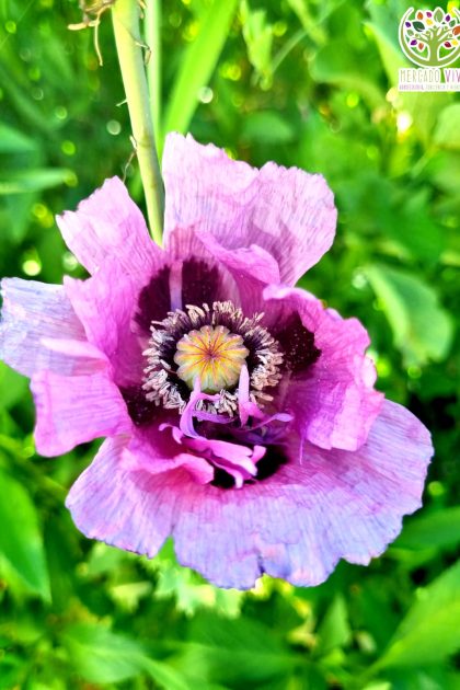Amapola morada doble