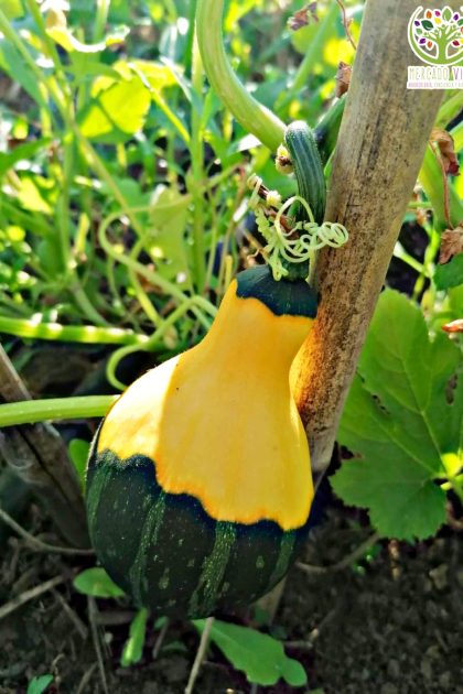 Calabaza pera bicolor