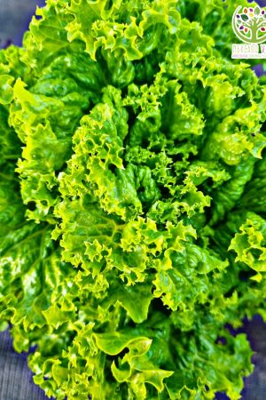 Lechuga Lollo Bionda