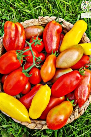 Tomates para Salsa mix