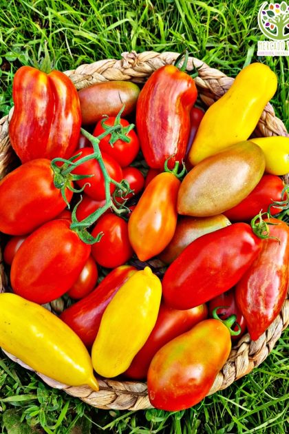 Tomates para Salsa mix