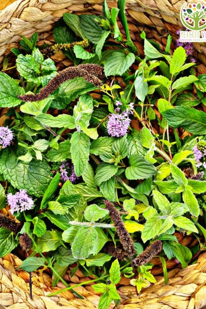 Semillas de Menta Mix