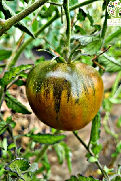 Tomate Negro de Crimea