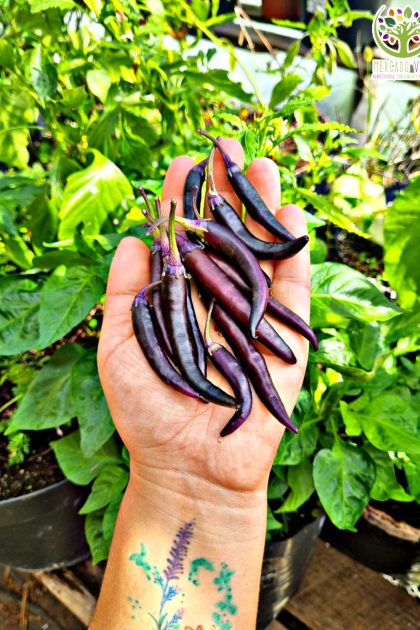 Purple Haze Pepper