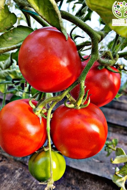 Tomate Huape