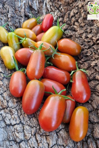 Tomate Black Icicle