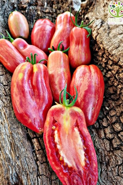 Tomate Fuego Rosa