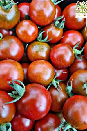 Tomate Cherry Chocolate