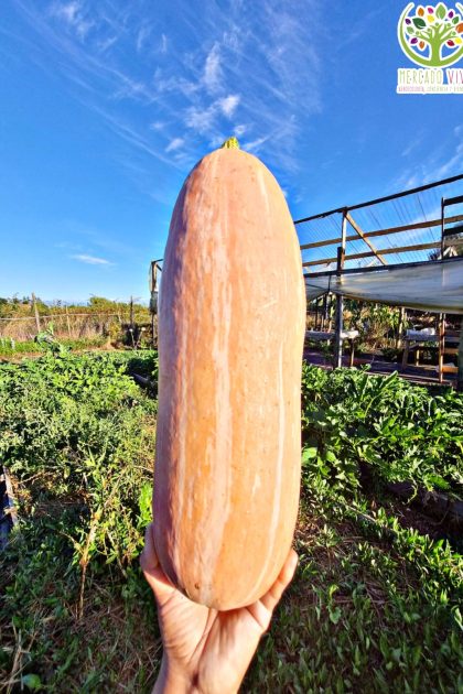 Zapallo Gete Okosomin "calabaza de los 800 años"