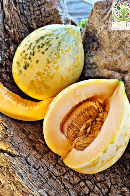 Melón Jakes