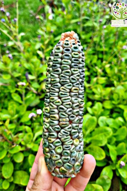 Maíz verde de Oaxaca
