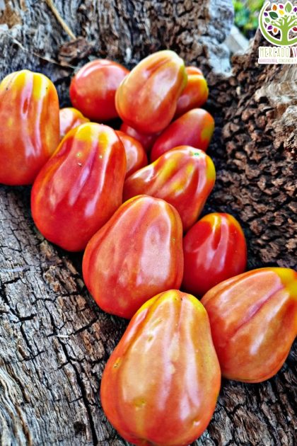 Tomate Río de Fuego