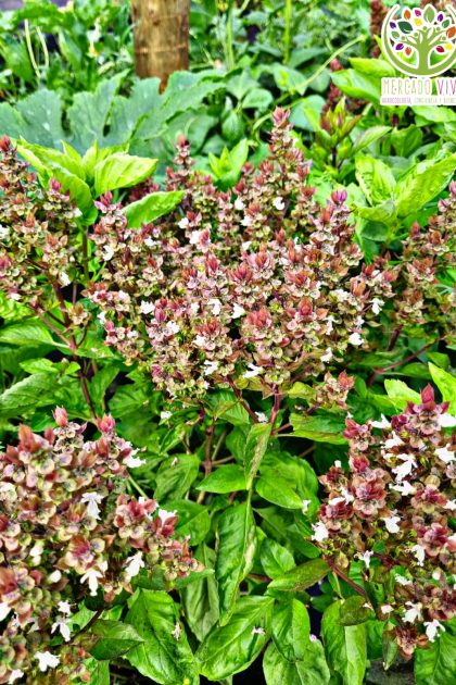 Semillas de Albahaca Thai " Horapa bai"