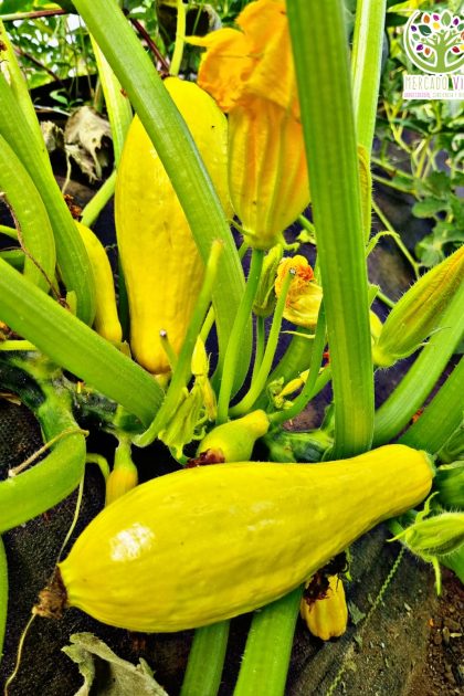 Zucchini Early Prolific Straightneck