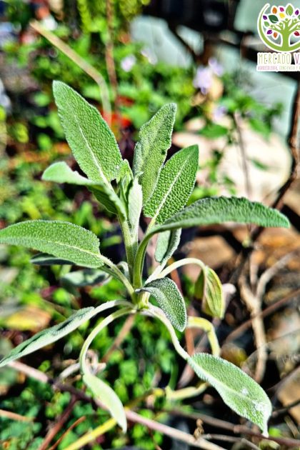 Semillas de Salvia Officinalis