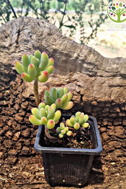 Suculenta #1
