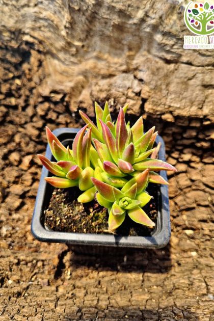 Suculenta #5