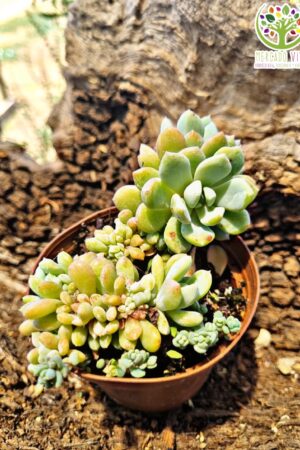 Suculenta + sédum #6