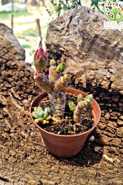 Cactus #1