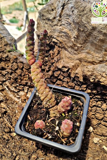 Cactus #2