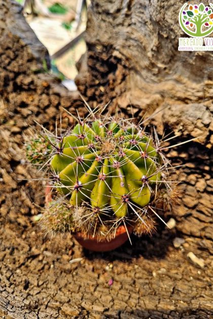 Cactus #3