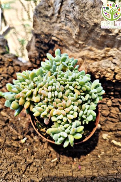Suculenta #3