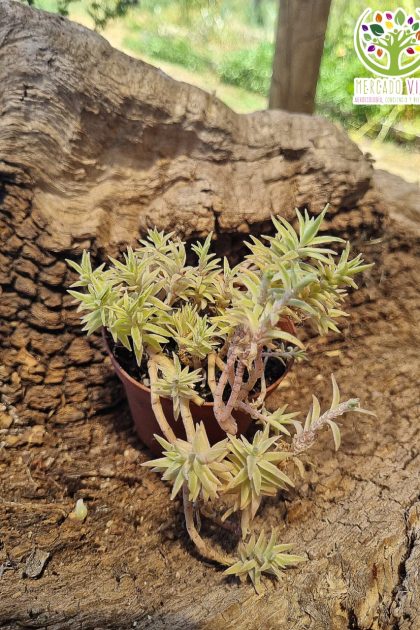 Suculenta #7