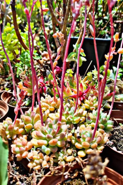 Plantas