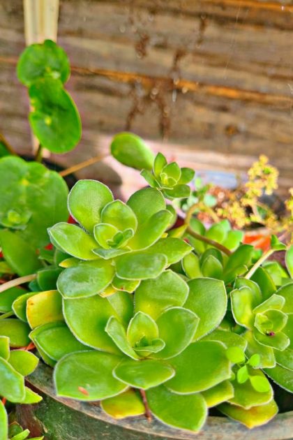 Cactus y suculentas