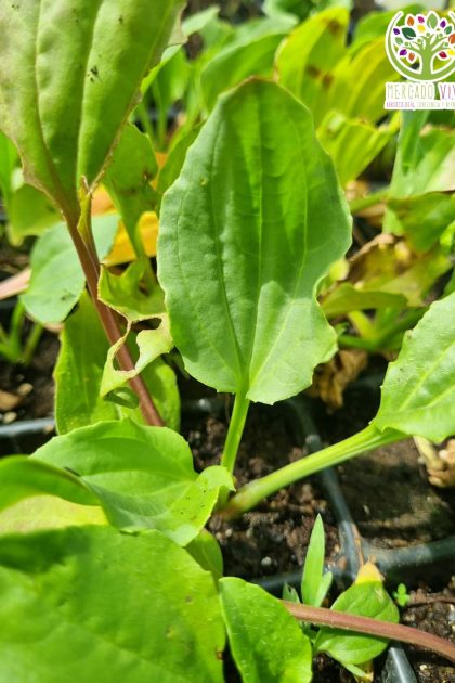 Planta de Llantén