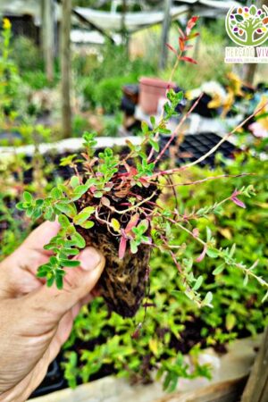 Planta de Hierba de San Juan / Hipérico