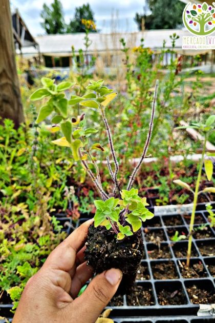 Planta de Orégano