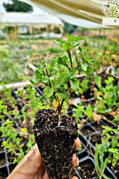 Planta de Peromoto