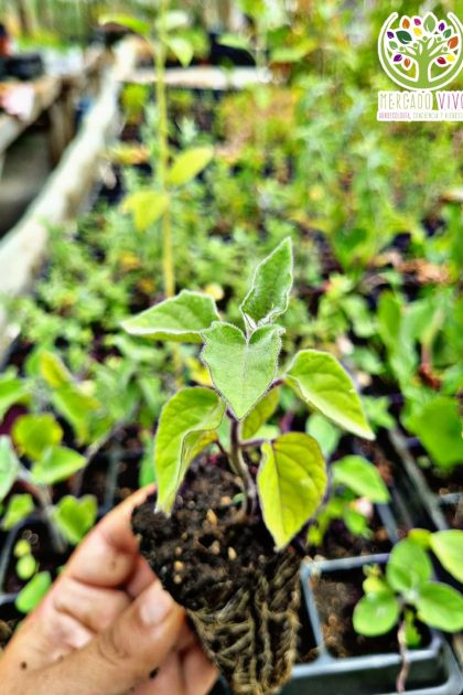 Planta de Golden Berry