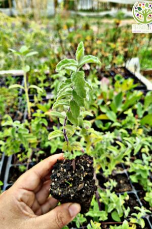 Planta de Mentha Suaveolens