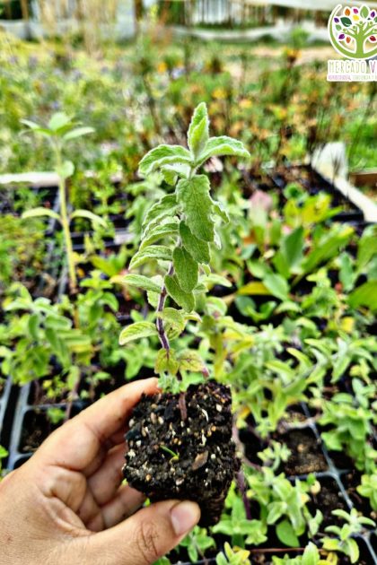 Planta de Mentha Suaveolens