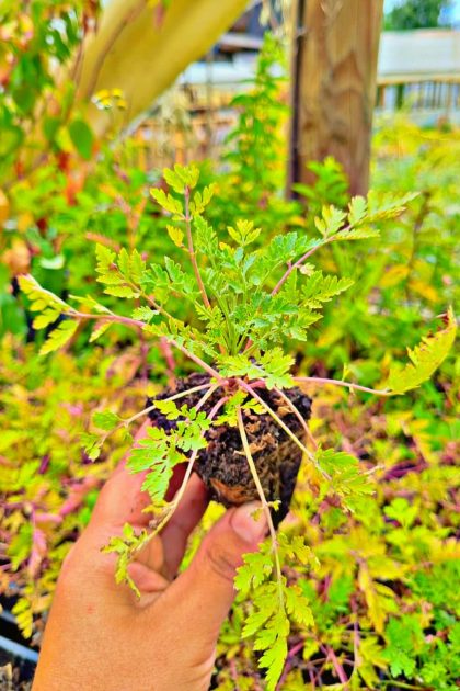 Plantas Medicinales