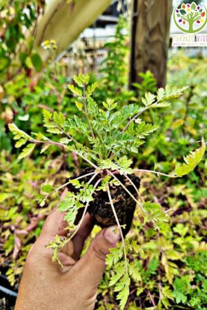 Planta de Artemisa vulgaris
