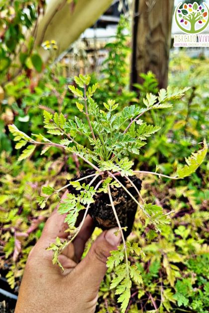 Planta de Artemisa vulgaris