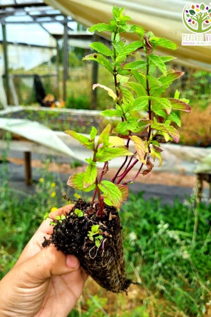 Planta de Hierbabuena